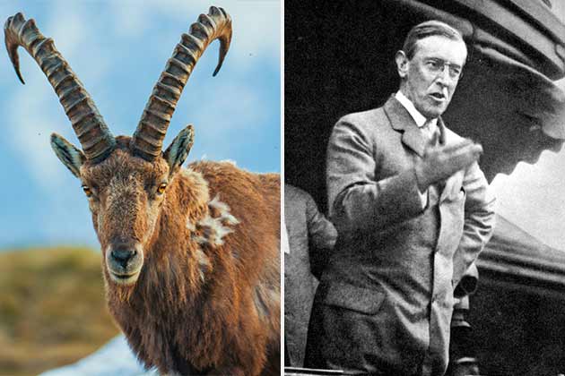 Woodrow Wilson – Old Ike the Ram