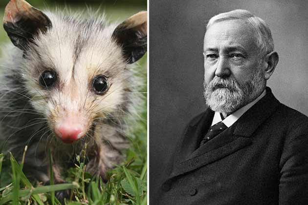 Benjamin Harrison – Mr. Reciprocity and Mr. Protection, the Opossums
