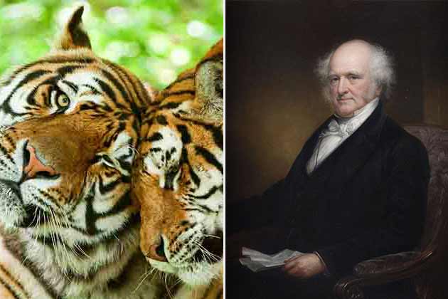 Martin Van Buren – Two Tigers