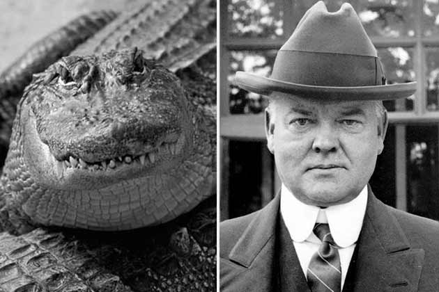 Herbert Hoover – Two Alligators