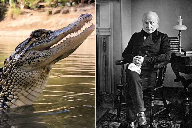 John Quincy Adams – An Alligator