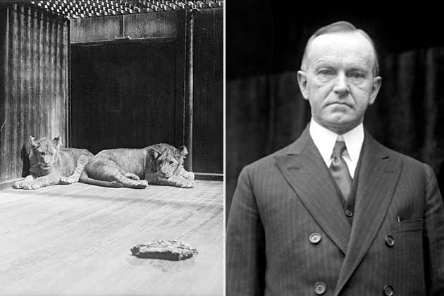 Calvin Coolidge – Two Lions
