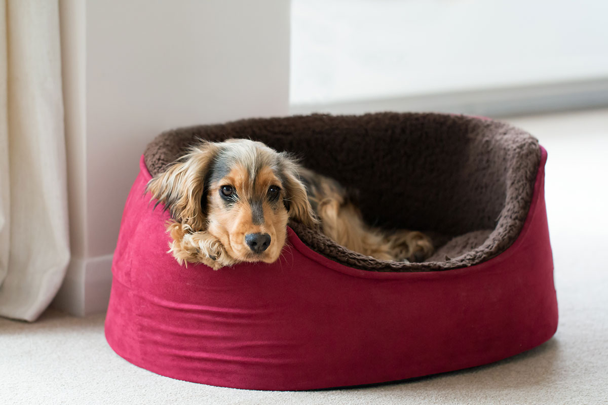 De-funking Pet Beds