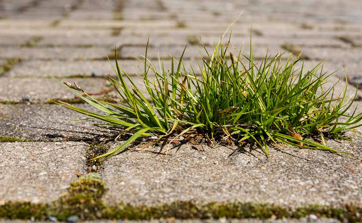 Killing Weeds