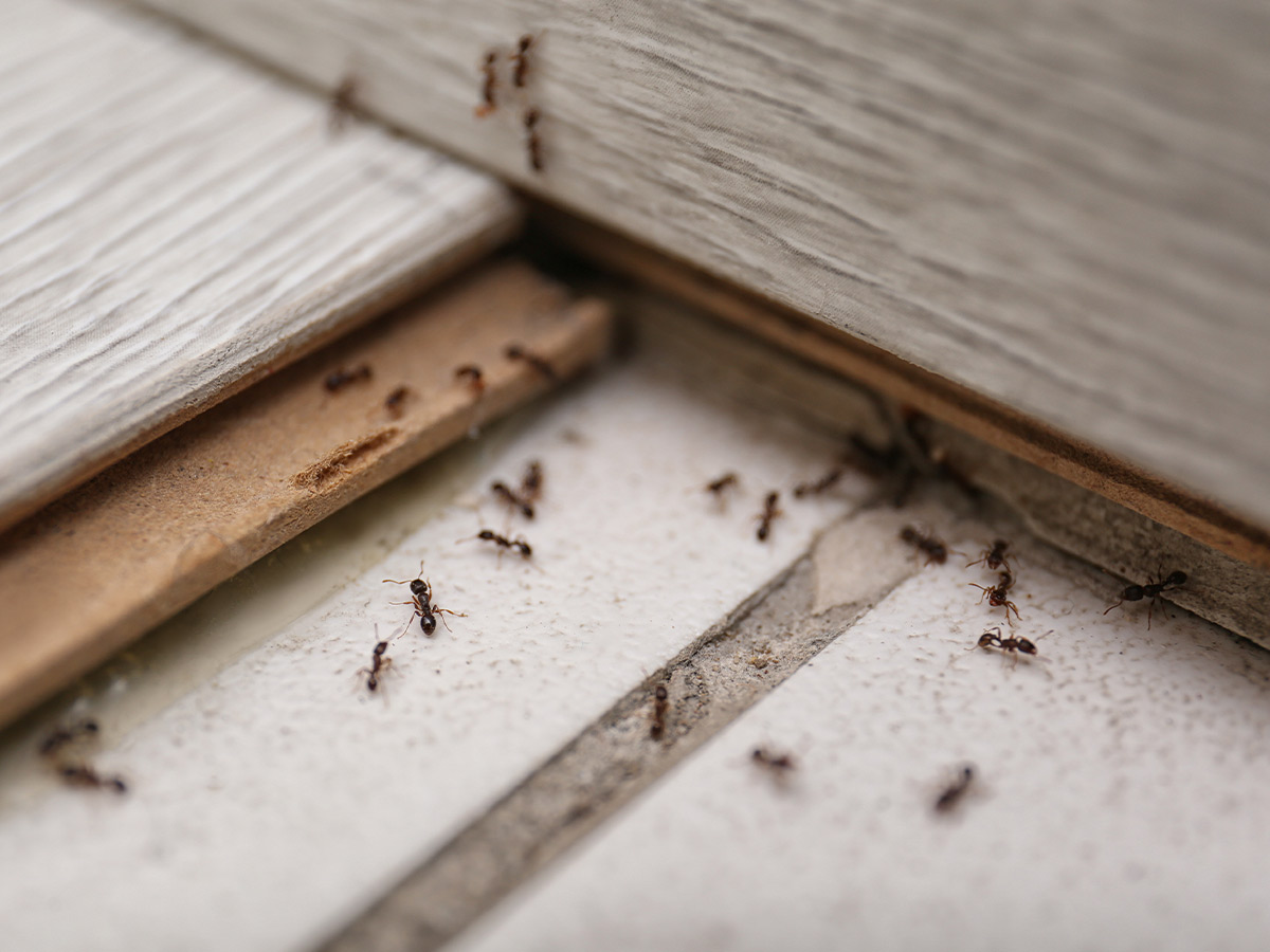 Repelling Ants