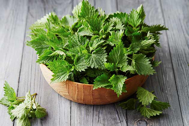 Stinging Nettle