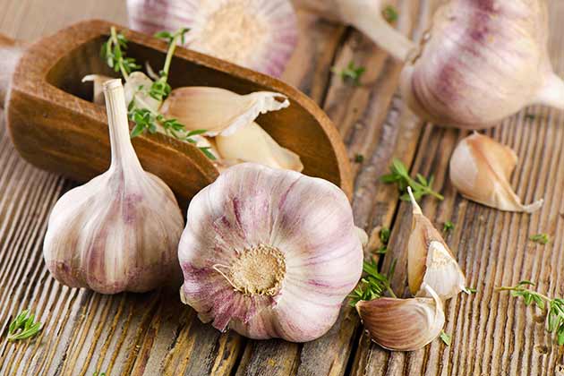 Garlic