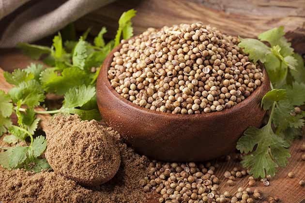 Coriander