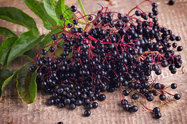 Elderberry