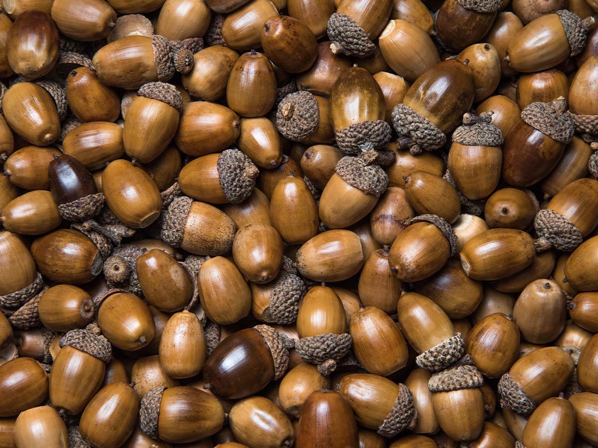 Acorns