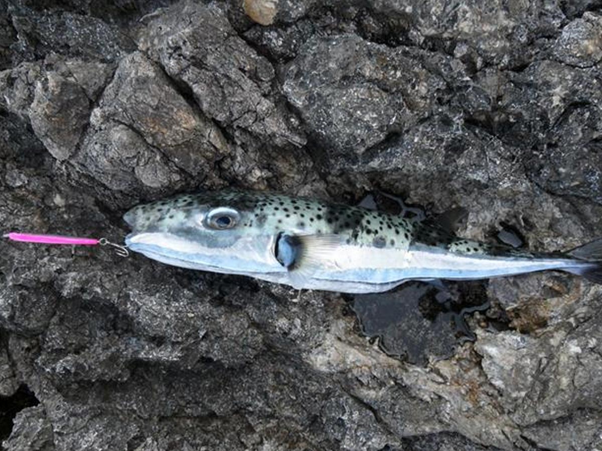 Silver Strip Blaasop