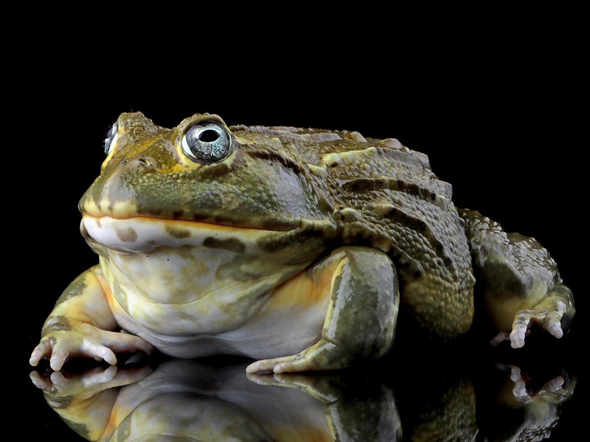 Giant Bullfrog