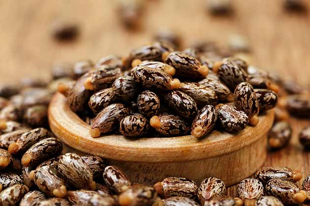 Castor Beans