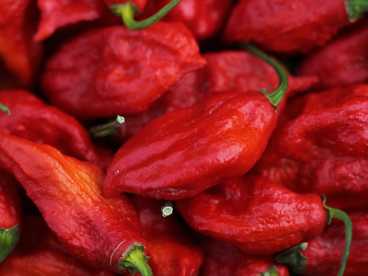 Ghost Chilis
