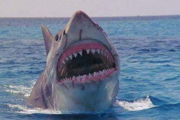 Jaws: The Revenge (1987)