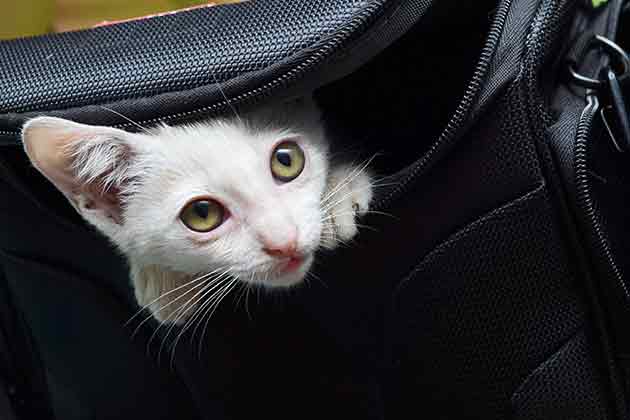 “Well, the cats out of the bag, now.”