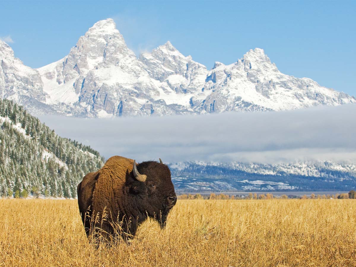 Wyoming — Best