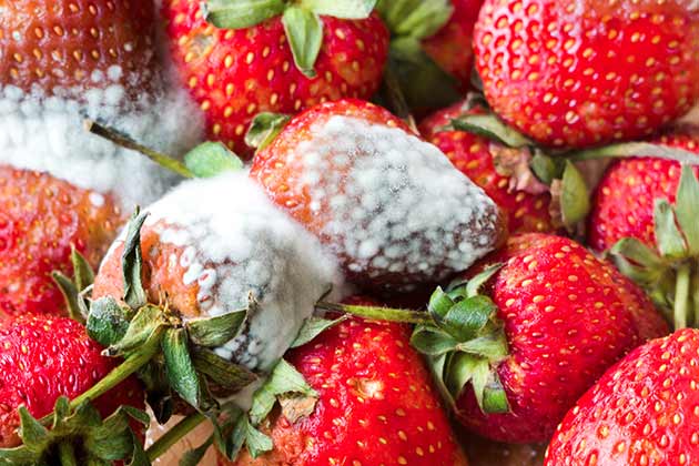 Berries