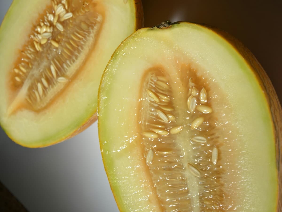 Melon