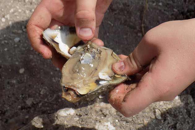 Shellfish
