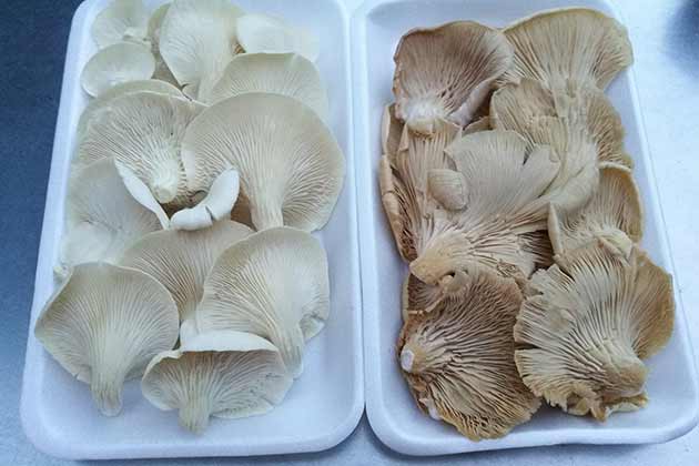 Mushrooms