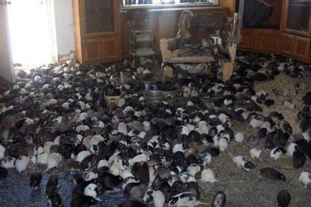 Rat Problem