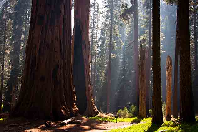 Redwood National Parks, California