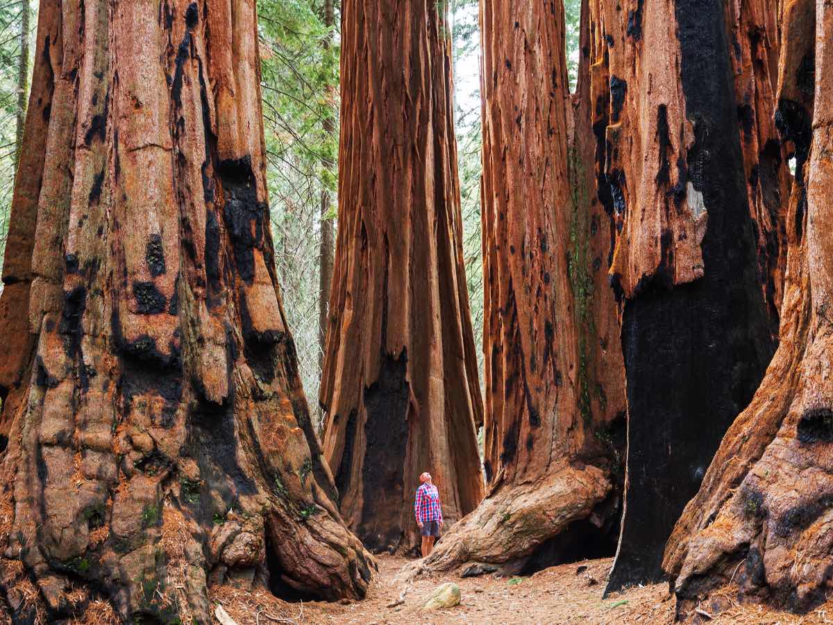 Sequoia National Park, California