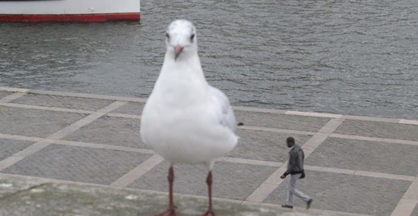 15 Mind Blowing Optical Illusions