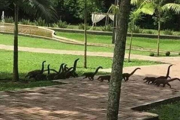Dinosaurs are Alive!