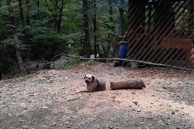 Poor Dog