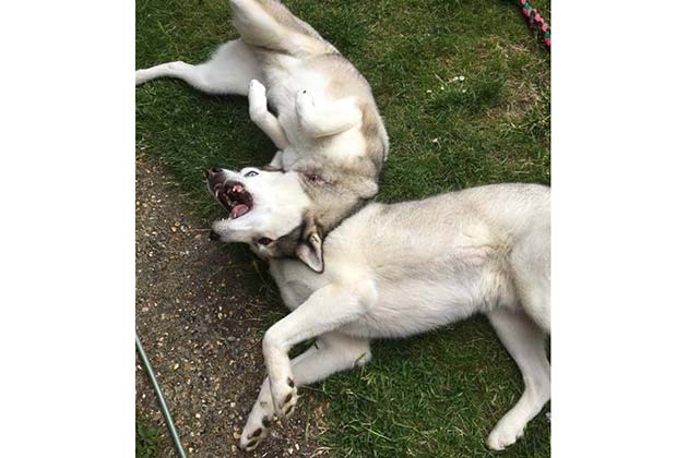 Dogs