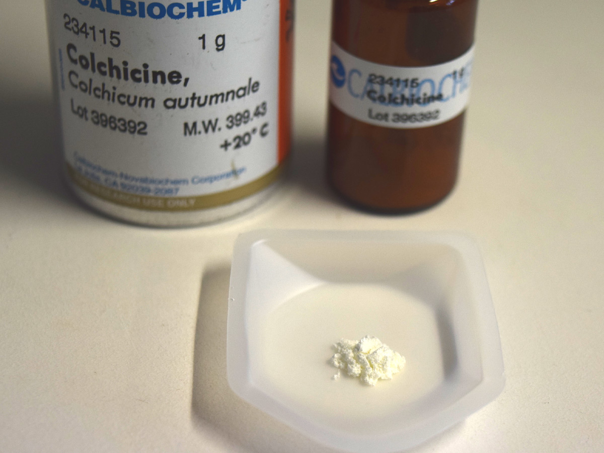 Term to Know: Colchicine