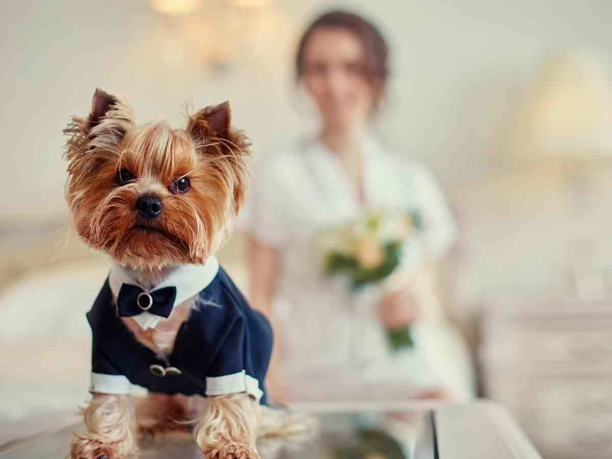 Pet Participation