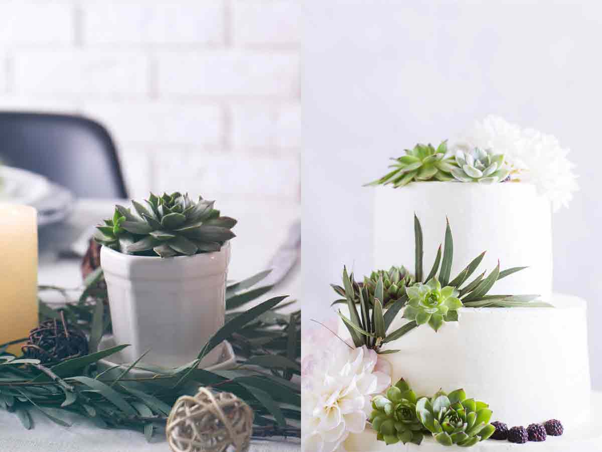 Succulents