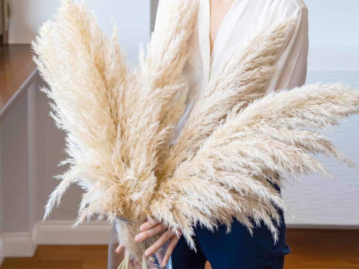 Pampas Grass