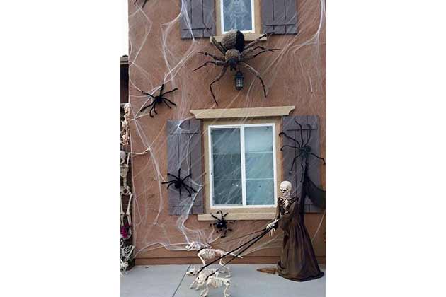Spiders