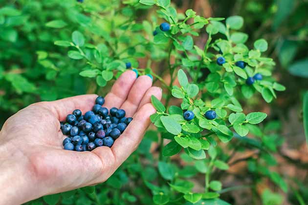 Blueberries