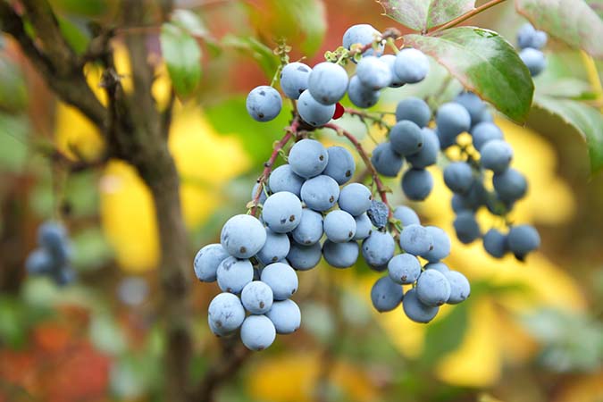 Oregon Grape (Mahonia Aquifolium)