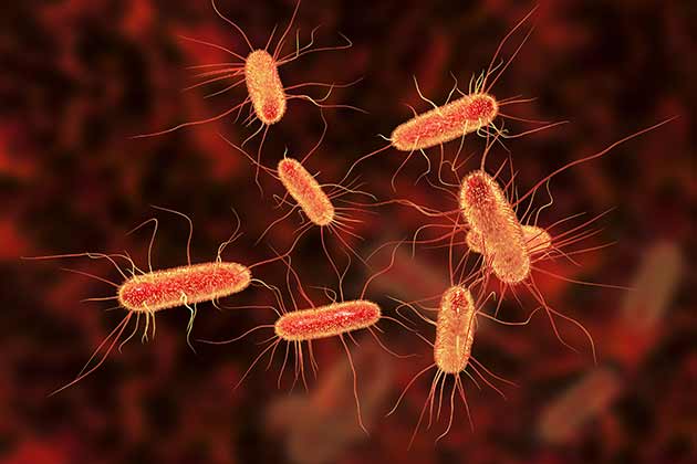 E. coli Enteritis