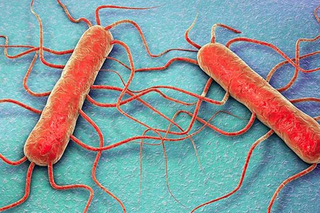 Listeria
