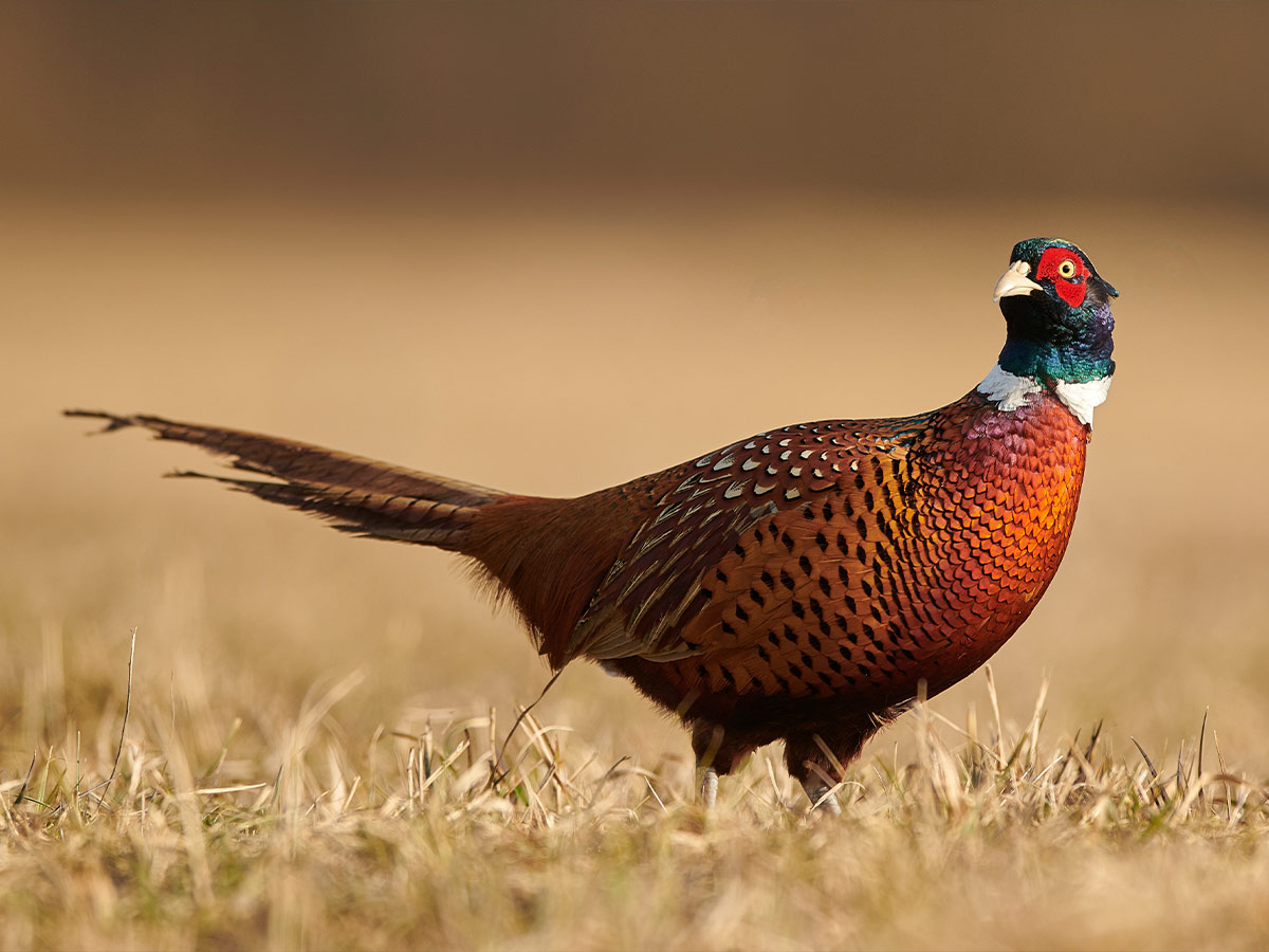 The Royal Shoot