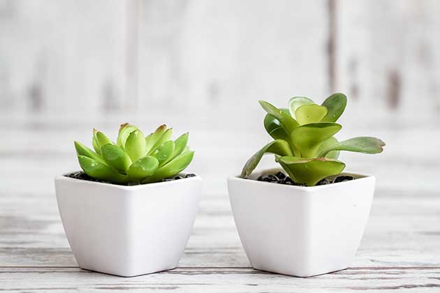 Fake Plants