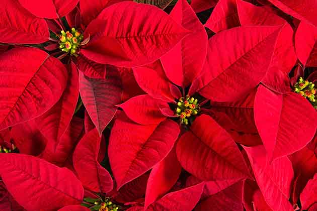 Poinsettias