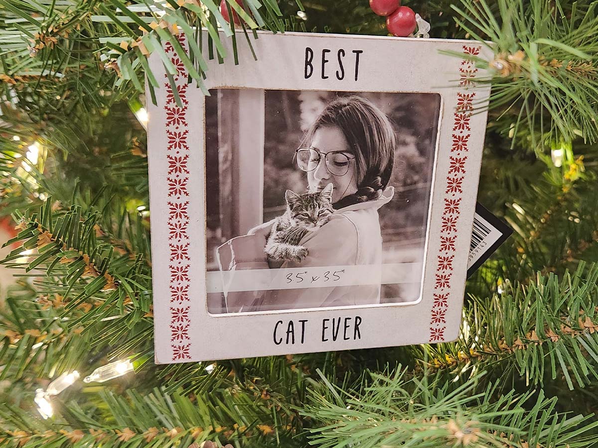 Best Cat Ever