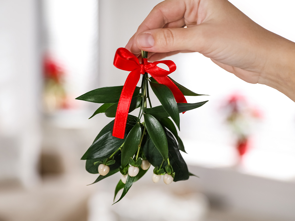Mistletoe