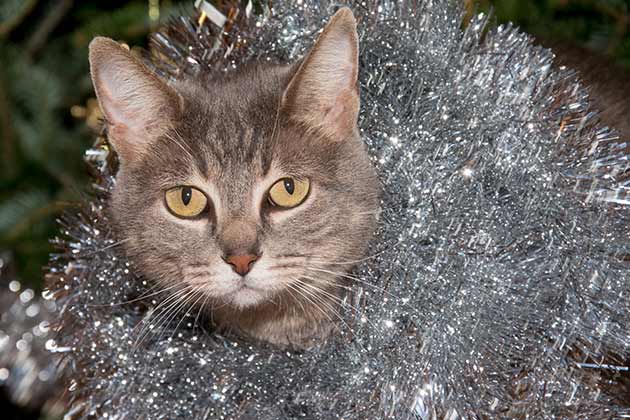 Tinsel Everywhere