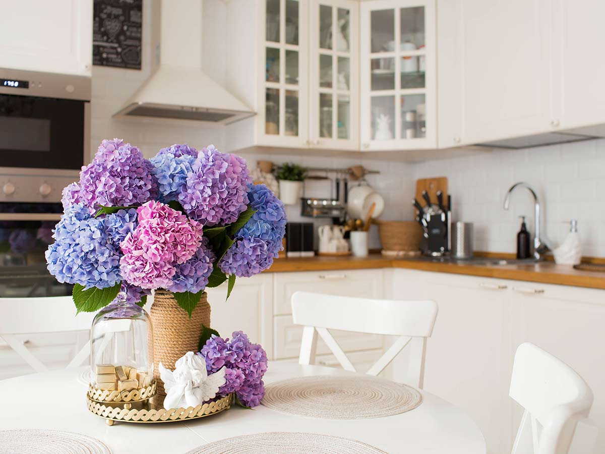 Hydrangeas