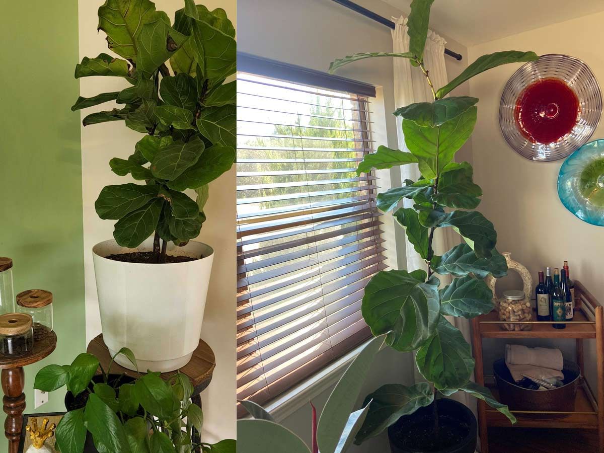 Fiddle Leaf Fig Trees