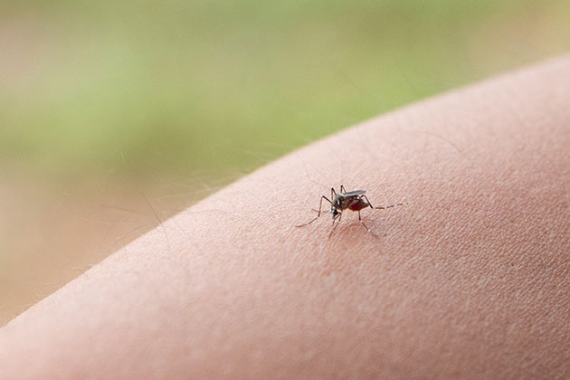 White Vinegar for Mosquito Bites